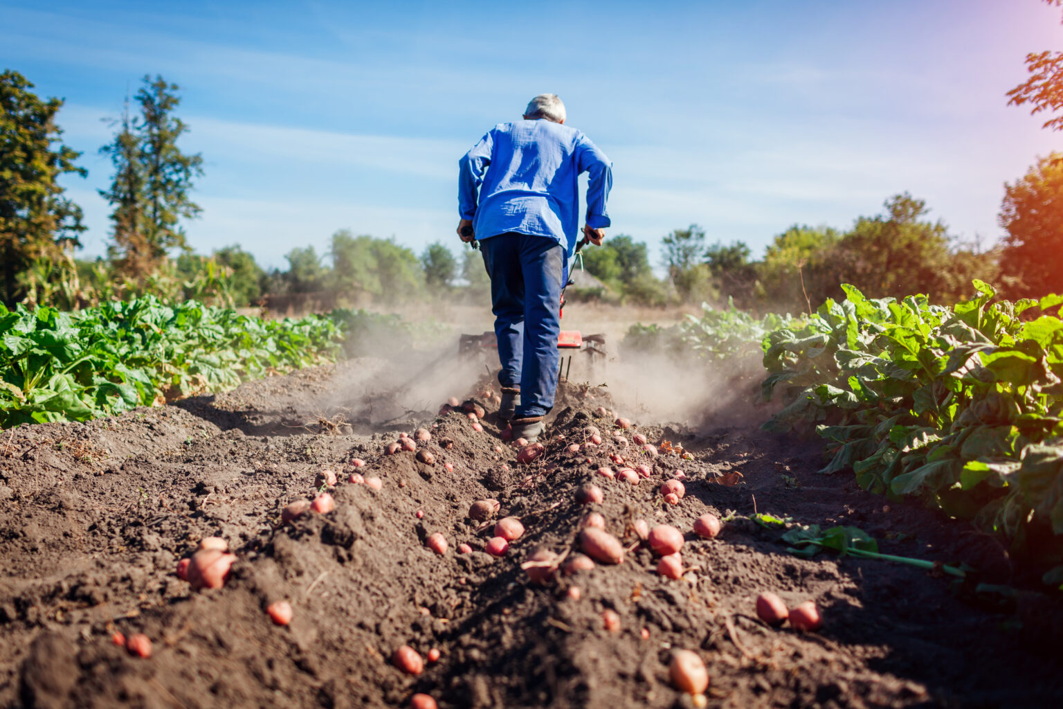 AGRICULTURA